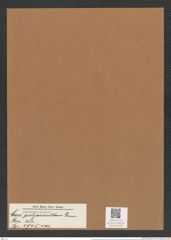 Coscinodiscus polyacanthus Grun. (de-Toni-Nr.: Genus 202, Species 4945) Zeichnungen Sammlung Grunow Mappe 04768 (Herbarium_W_Grunow_drawings_Folder_04768)